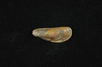 藏品(河殼菜蛤(沼蛤))的圖片